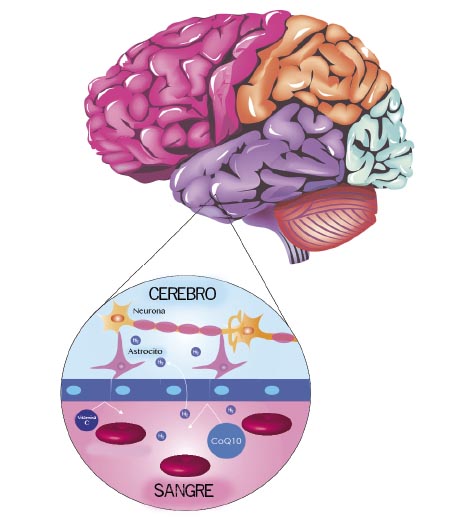 cerebro y hidrogeno